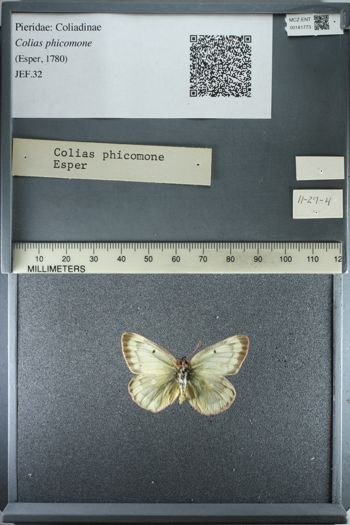 Media type: image;   Entomology 181773